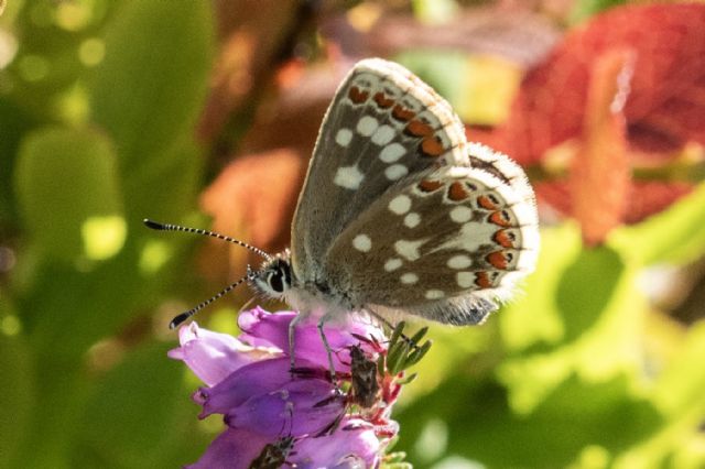 These were breeding in June 2025 on Black Craig, the first inland colony found in Fife.